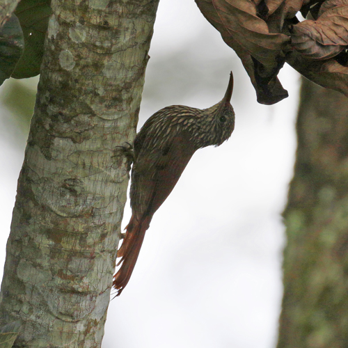 Steak-headed Woodcreeper